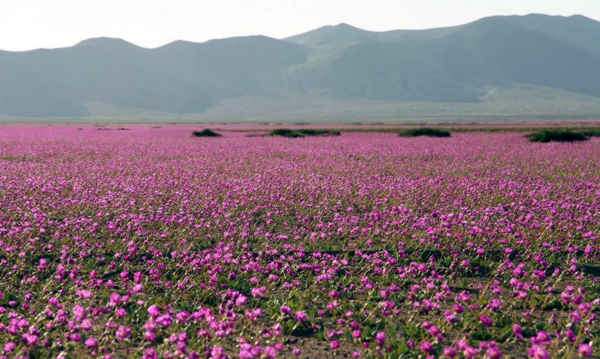 desierto Atacama_flores
