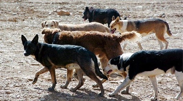 Campaña para frenar los impactos de los perros sueltos y asilvestrados