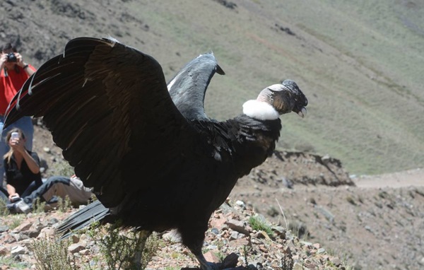 cóndor