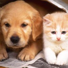perros y gatos