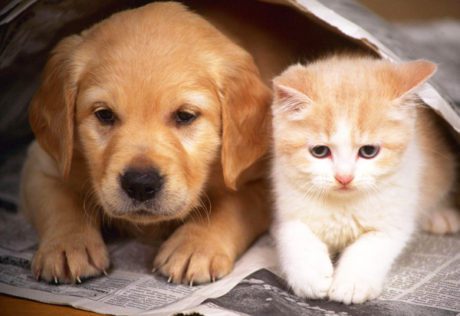perros y gatos