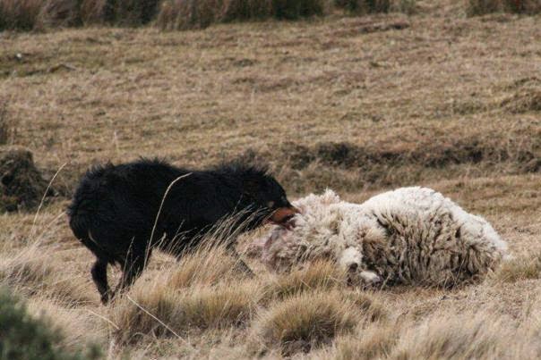 Por los perros asilvestrados, la producción ovina se redujo a la mitad