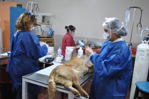 zoonosis rio grande e1469046216478