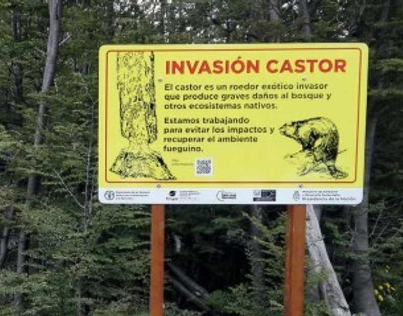 castor