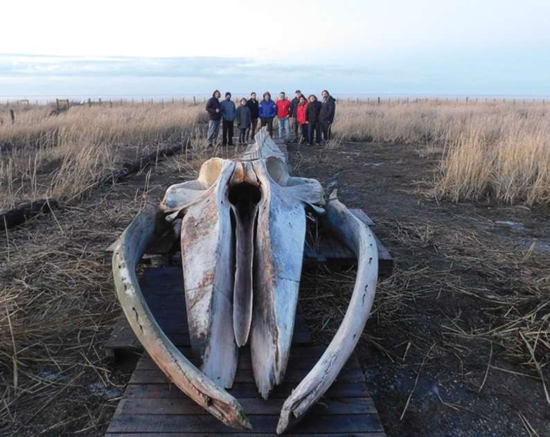 ballena