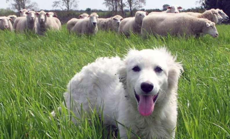 perros