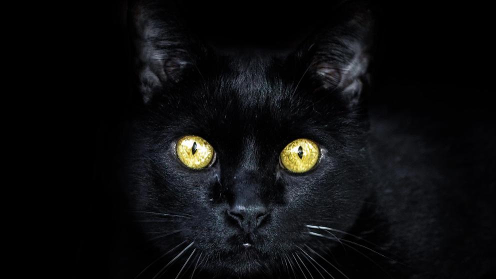 Romper Disipación Condición Advierten que en Río Grande adoptan gatos negros y gallinas blancas para  rituales