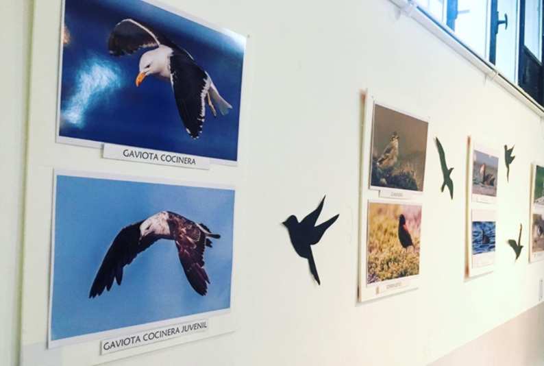 aves