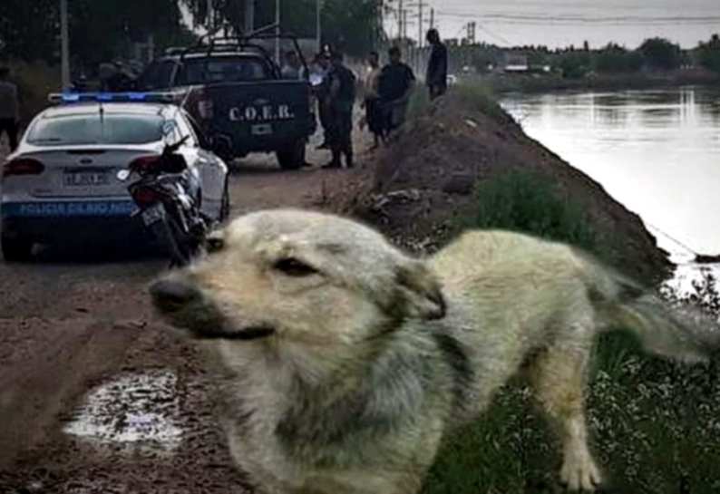 perro