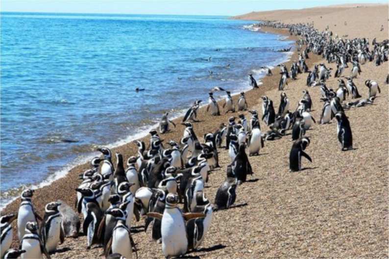 Punta Tombo
