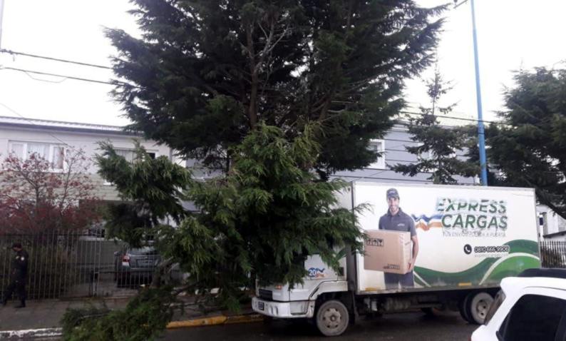 árbol