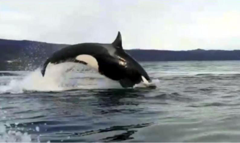 orcas
