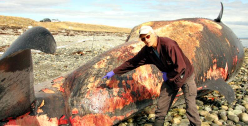 ballenas