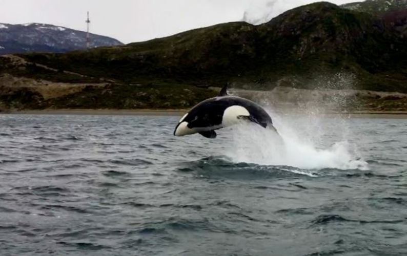 orcas