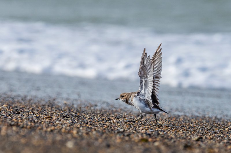 aves