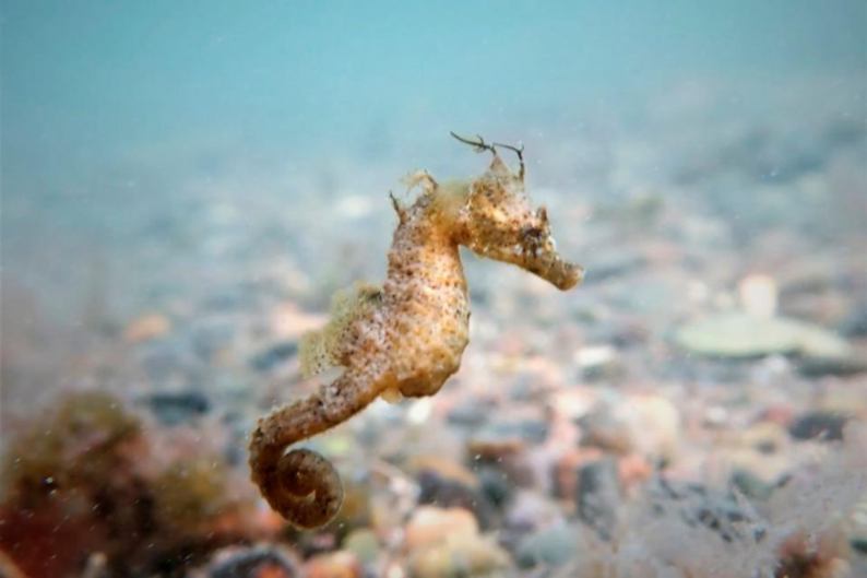 caballito de mar