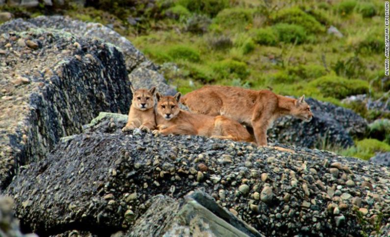 puma