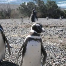 pingüinos