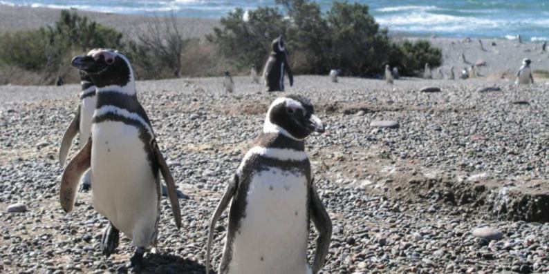 pingüinos