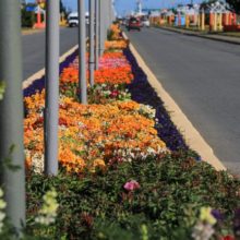 Comienza la entrega de plantines en Río Grande