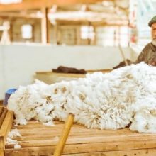 financiaran proyectos productivos vinculados a la ganaderia ovina