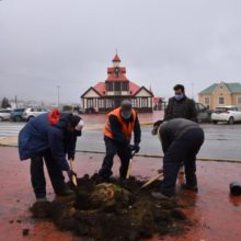 reforestaron la plaza piedrabuena