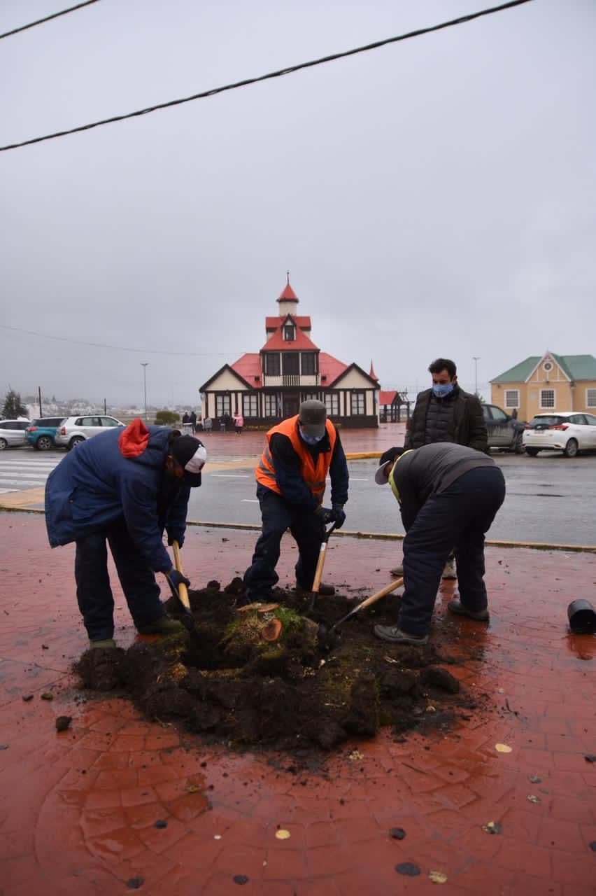 reforestaron la plaza piedrabuena