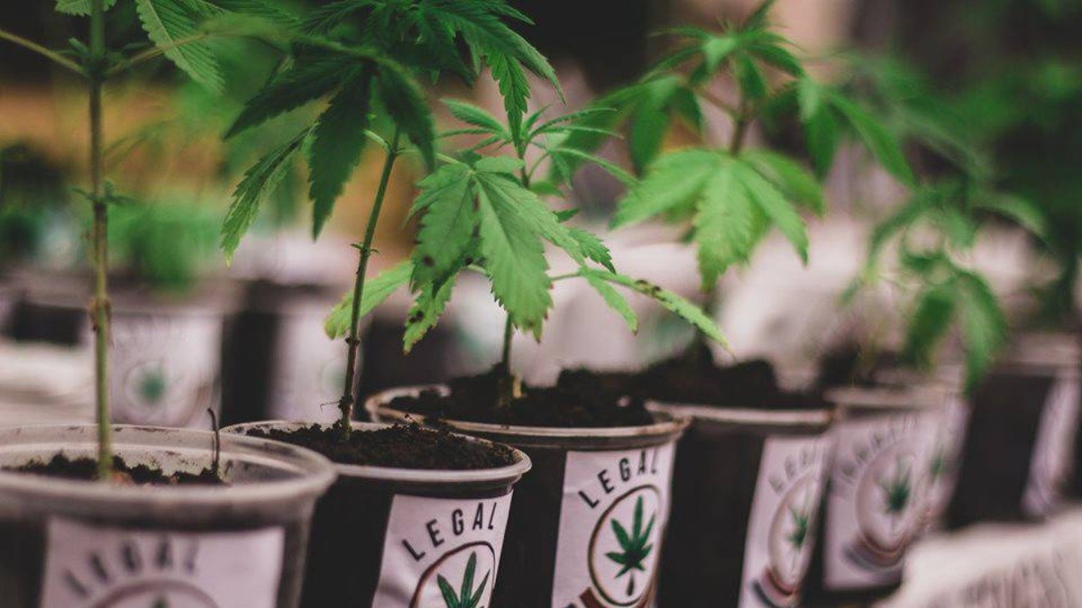 marihuana legal
