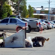 perros sueltos