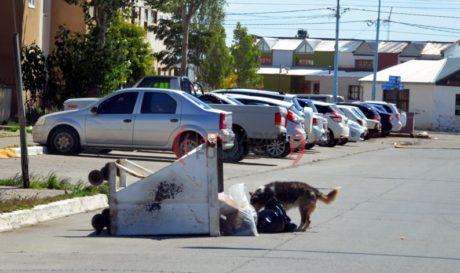 perros sueltos
