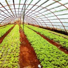 proyecto para el desarrollo del sector horticola