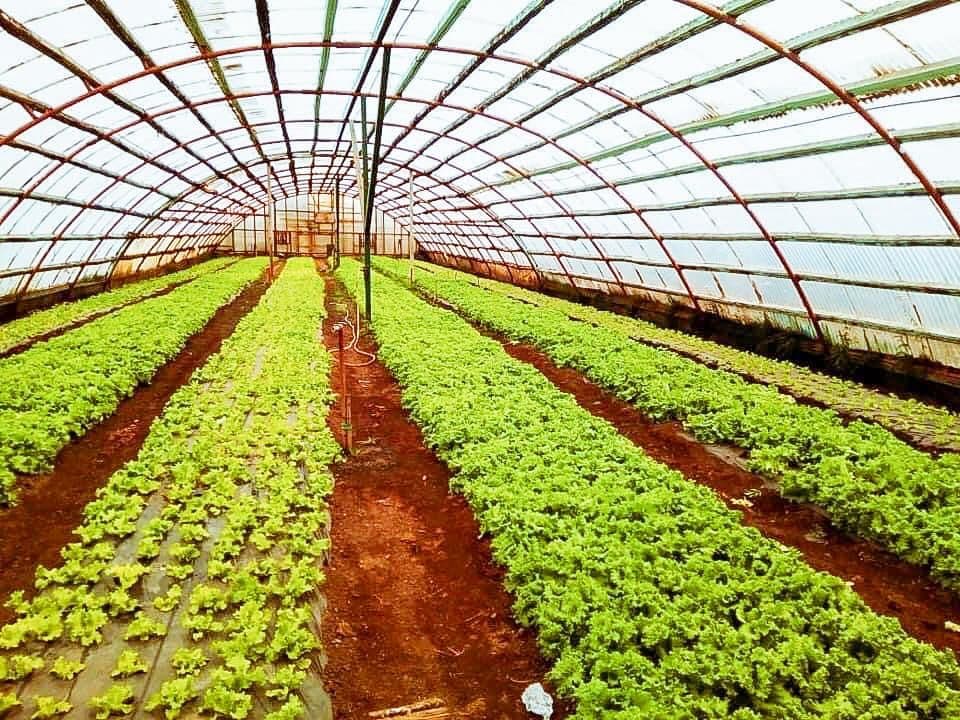 proyecto para el desarrollo del sector horticola