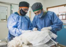 la municipalidad realizo una nueva jornada de castracion masiva en el barrio la cantera