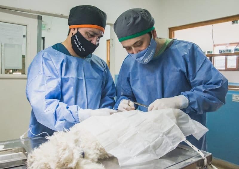 la municipalidad realizo una nueva jornada de castracion masiva en el barrio la cantera