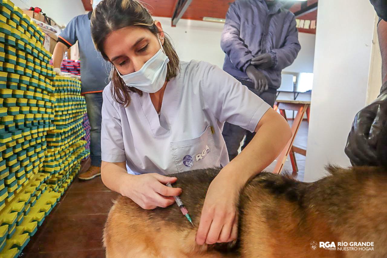 Nueva jornada de vacunación antirrábica para mascotas
