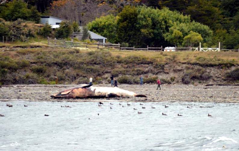 Sorpresa por la aparición de una ballena muerta en las costas del Beagle