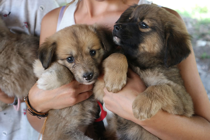 “Perros, gatos y chacarera 2”: encuentro a beneficio en el que todos podemos aportar