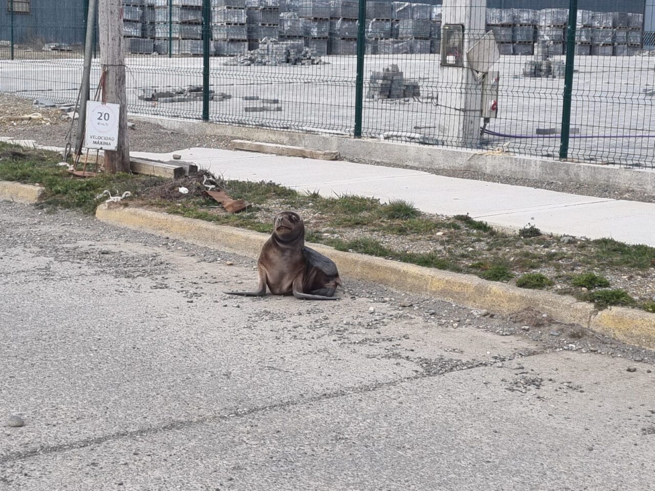 Un lobo de mar cachorro apareció frente al microestadio de Río Grande