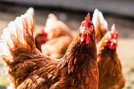 20230611105323 gallinas