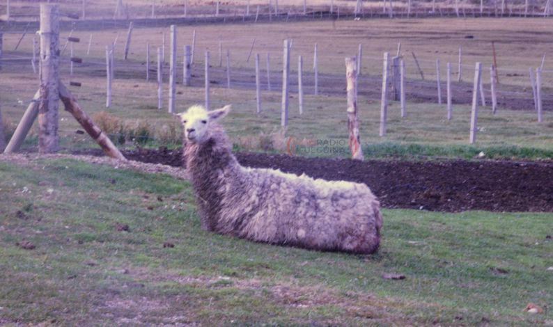 La llama se recupera favorablemente, tras el brutal ataque de unos perros