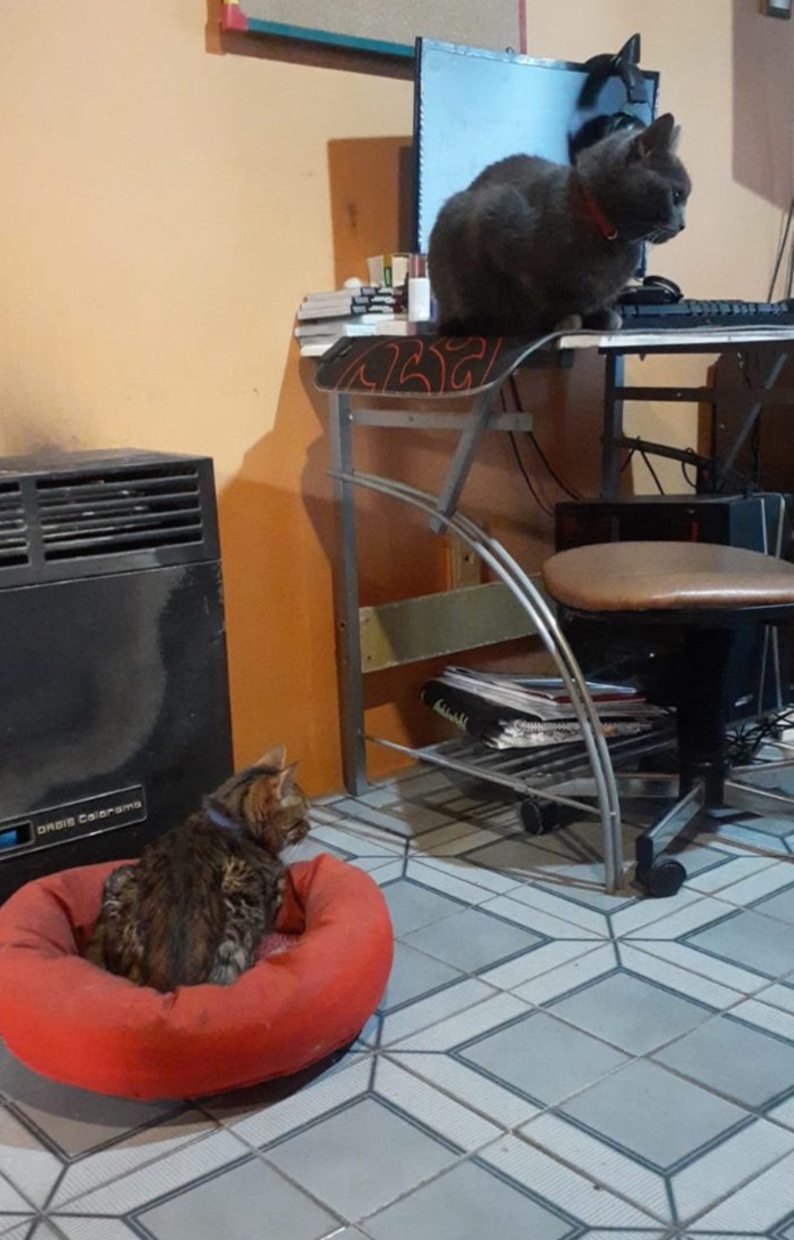 apolo y pachorra ortiz