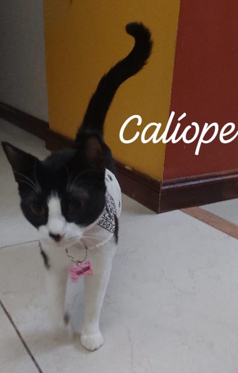 caliope de alicia olguin