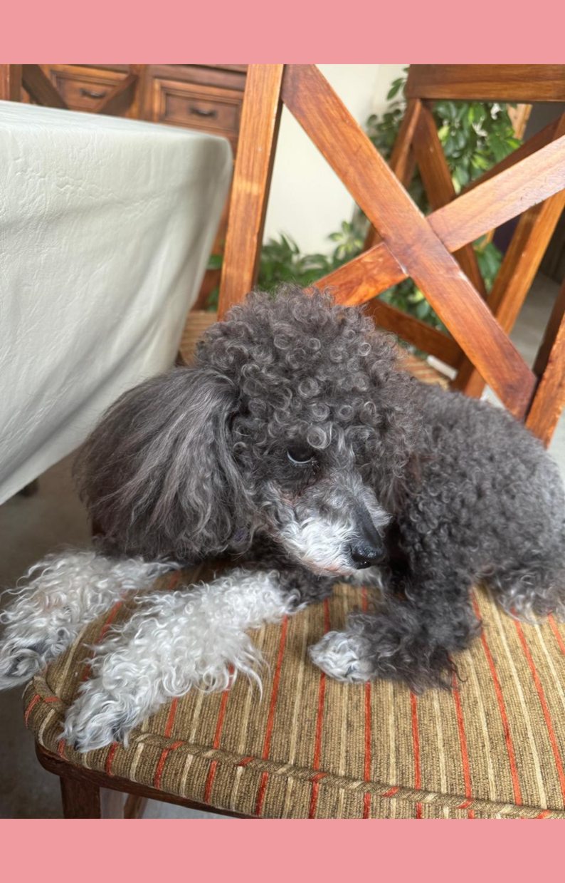 olicia de flia perez de intevu