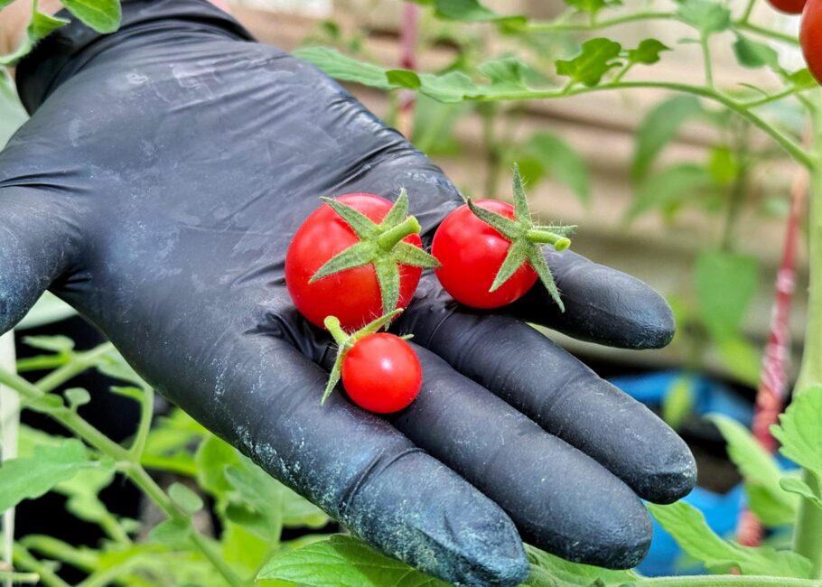 tomates tomates
