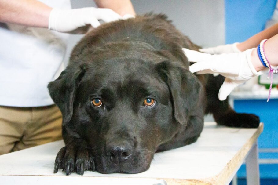 zoonosis chipeo castracion perro animal servicios veterinarios
