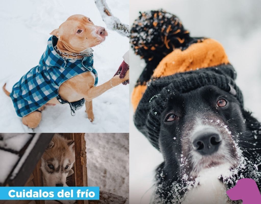 Recuerdan la importancia de proteger a las mascotas del frío invernal
