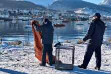 pingüino rey en cercanías de la bahía de ushuaia, en la pasarela damiana fique