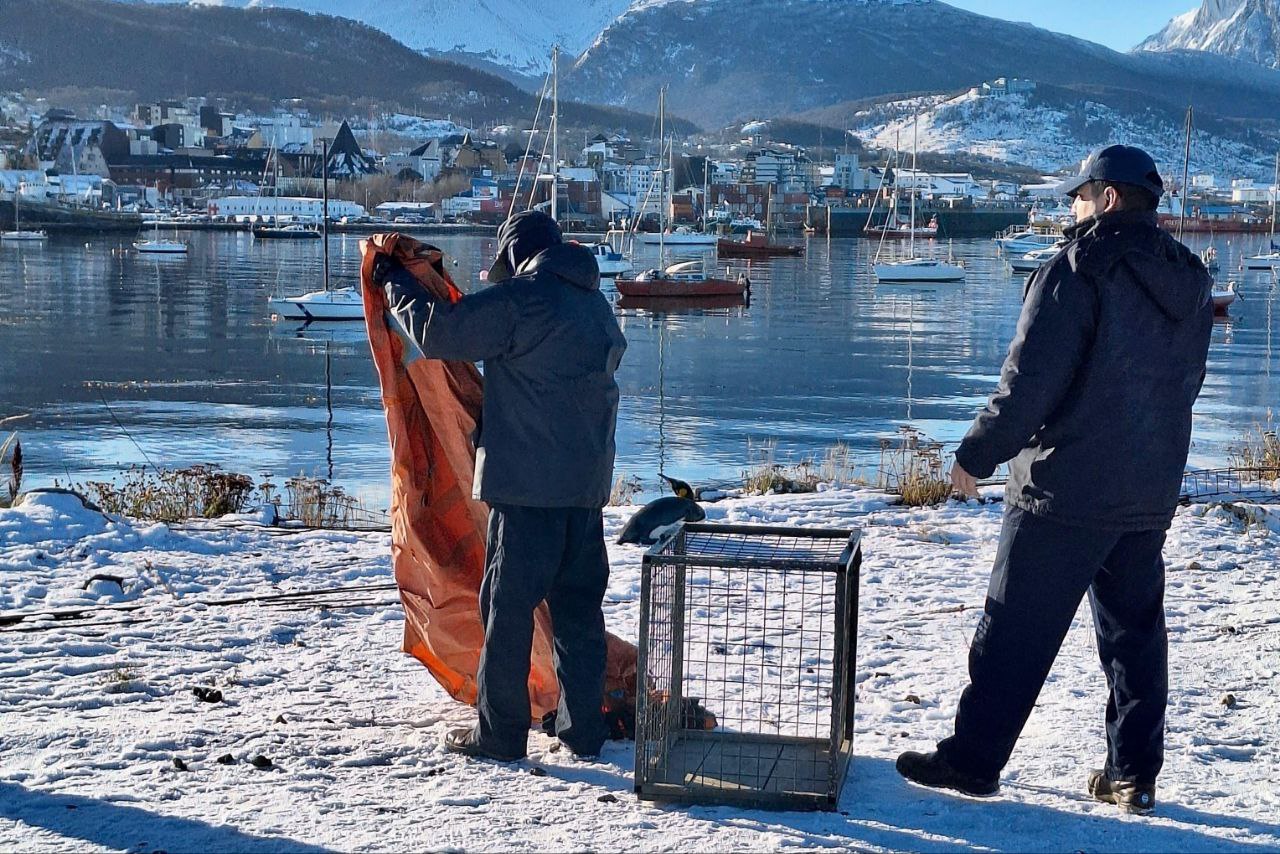 pingüino rey en cercanías de la bahía de ushuaia, en la pasarela damiana fique