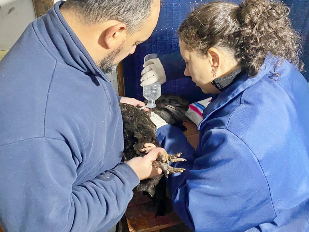 Acciones para detectar enfermedades en producciones avícolas