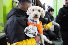 rga mascotera tenencia responsable perros y gatos